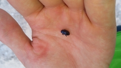 Chrysochus asclepiadeus