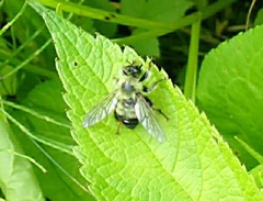 Laphria sacrator