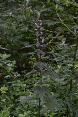 Leonurus quinquelobatus