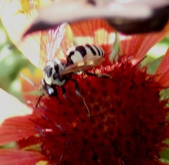 Triepeolus remigatus