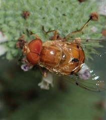 Copestylum sexmaculatum