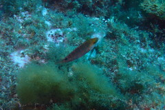 Symphodus mediterraneus
