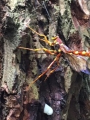 Megarhyssa nortoni
