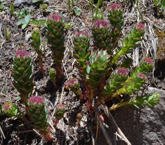 Rhodiola