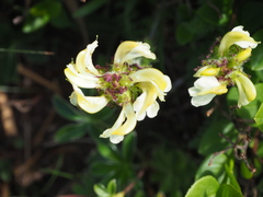 Pedicularis tuberosa