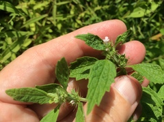 Chaiturus marrubiastrum