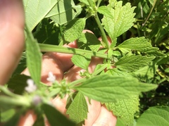 Chaiturus marrubiastrum