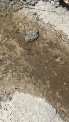 Poeciliidae