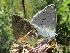 Polyommatus daphnis
