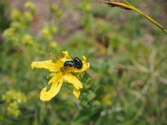 Cryptocephalus violaceus