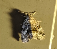 Protodeltote muscosula