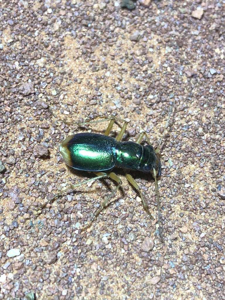 Pseudotetracha whelani