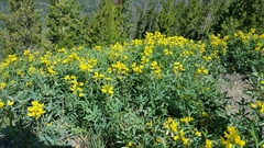 Thermopsis montana