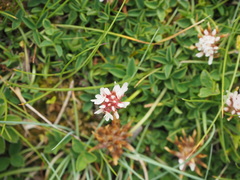 Trifolium thalii