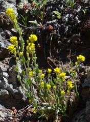 Draba crassa