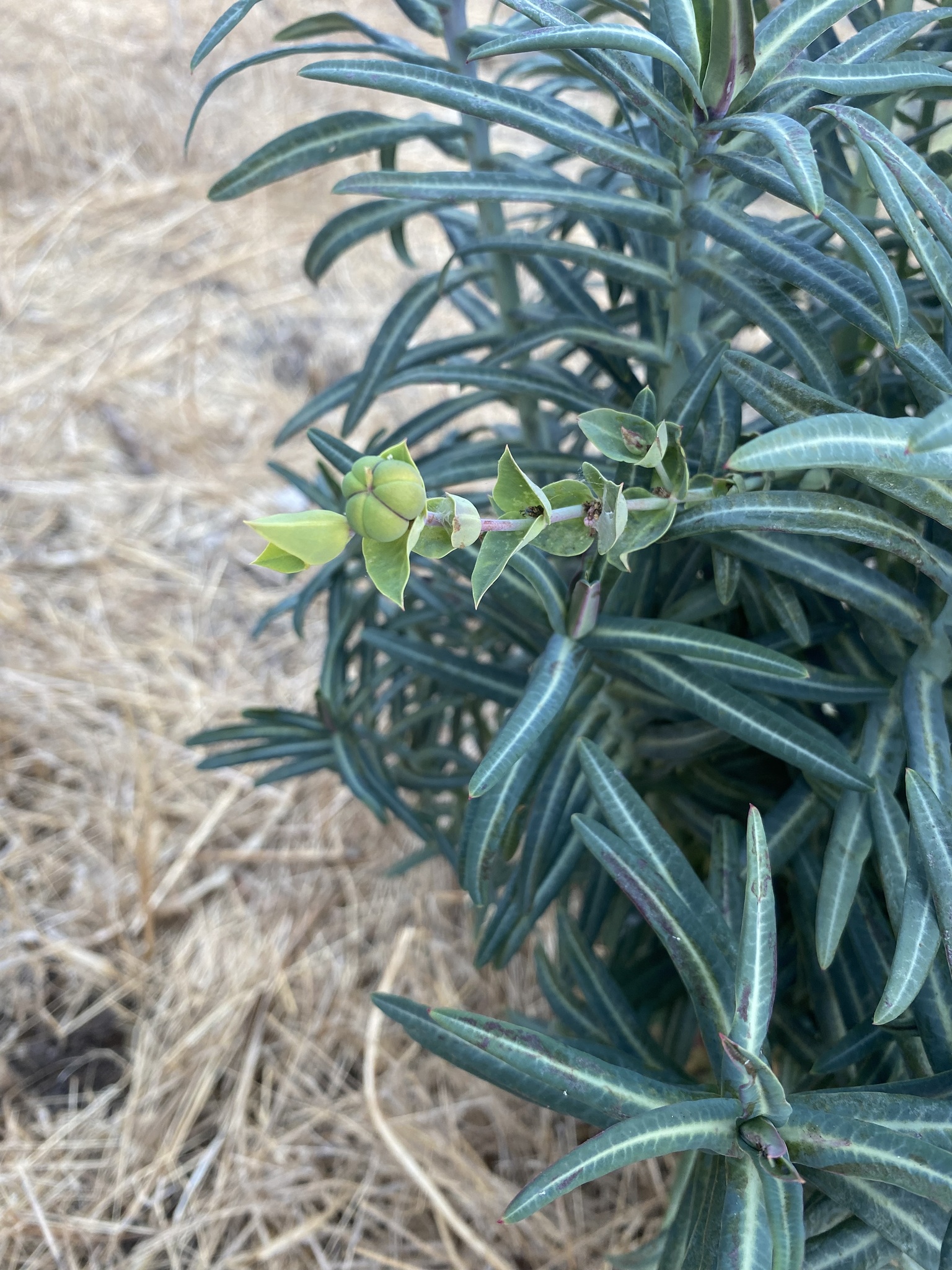 Euphorbia lathyris