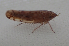 Osbornellus scalaris