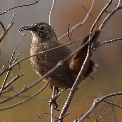 iNaturalist observation photo of California Thrasher