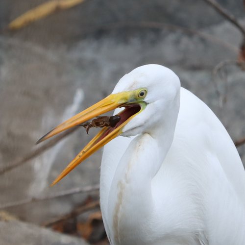 iNaturalist observation photo of Great Egret