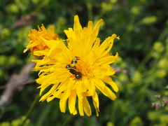 Cryptocephalus violaceus