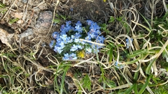 Eritrichium argenteum