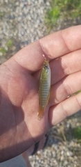 Fundulus dispar