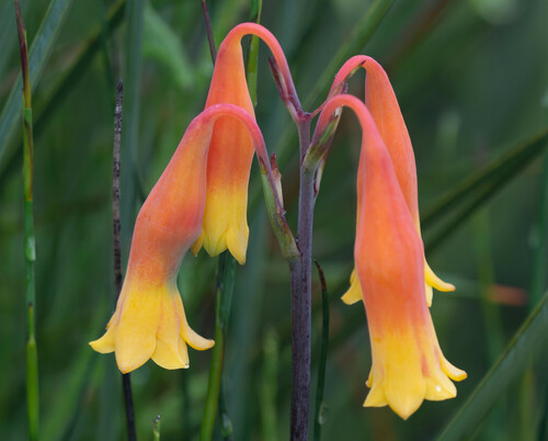 Blandfordia nobilis (Blandfordia nobilis)