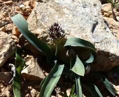 Allium rothii