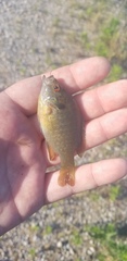 Lepomis miniatus