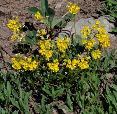 Draba crassa