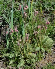 Geum triflorum triflorum