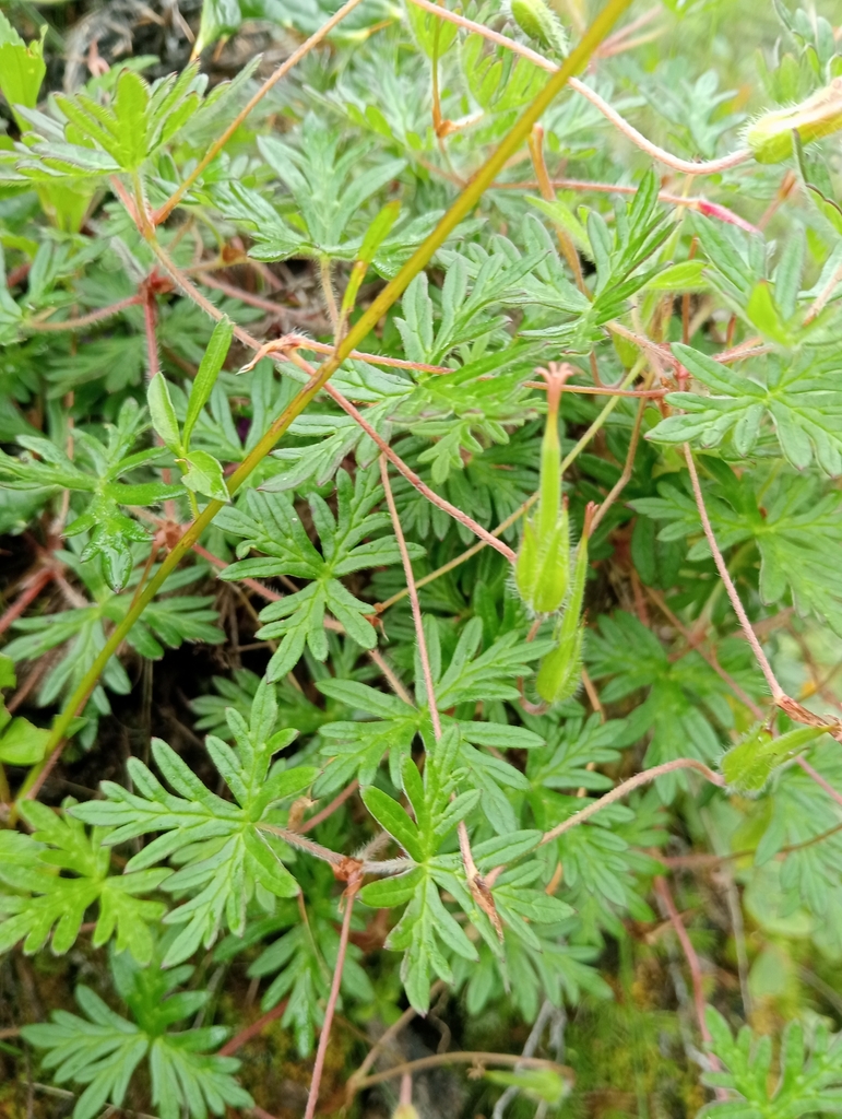Geranium potentillifolium