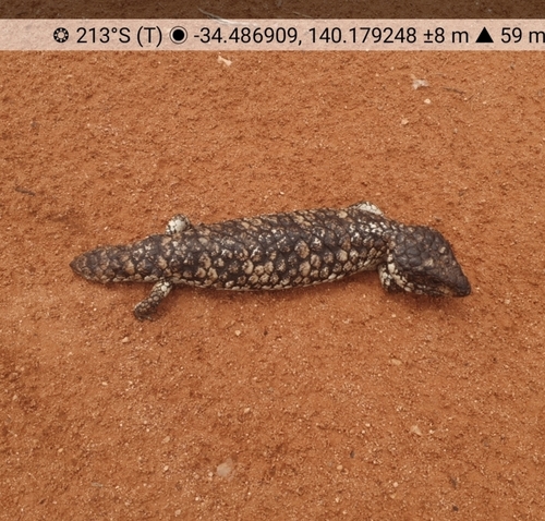 Shingleback