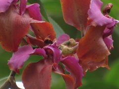 Cyrtochilum orgyale