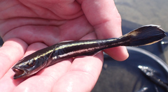 Cobia photo 4
