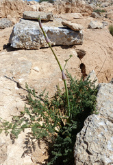 Ferula negevensis
