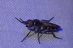 Ozodiceromyia nigrimana