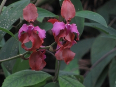 Cyrtochilum orgyale
