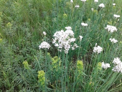 Allium ramosum