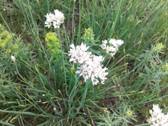 Allium ramosum