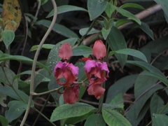 Cyrtochilum orgyale