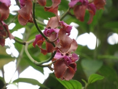 Cyrtochilum orgyale