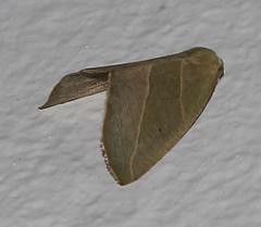 Drepanogynis olivescens