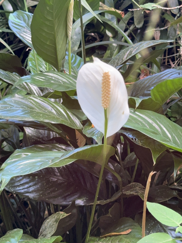 Spathiphyllum wallisii observed 2024-11-28