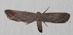 Hebdomophruda