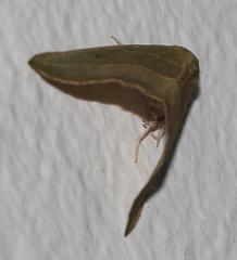 Drepanogynis olivescens