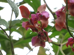 Cyrtochilum orgyale