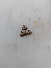 Catocala connubialis