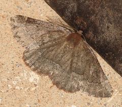 Drepanogynis miltophyris
