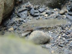Rhinogobius candidianus